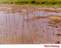 Marsh Plantings