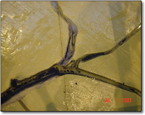 A close-up view of the model at Head of Passes where the Mississippi River splits into three channels before flowing into the Gulf of Mexico. 